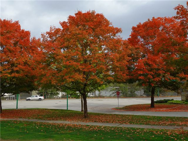 Maple leaves at Deer Lake Park