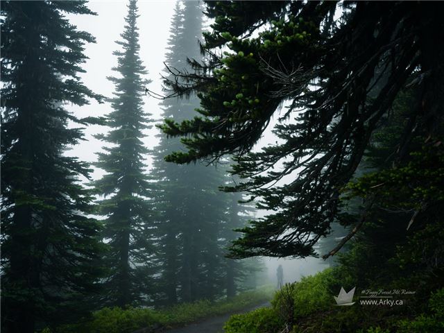 Foggy forest in Mount Rainier National Park