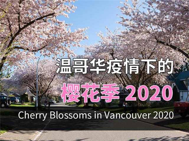 温哥华疫情下的樱花季2020