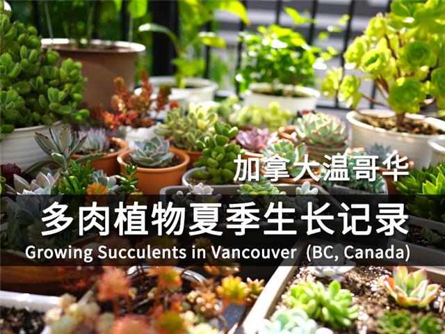 加拿大温哥华多肉植物2020年夏季生长记录