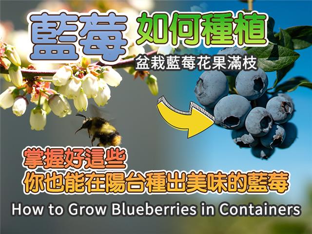 蓝莓种植要领，盆栽蓝莓花果满枝的秘密