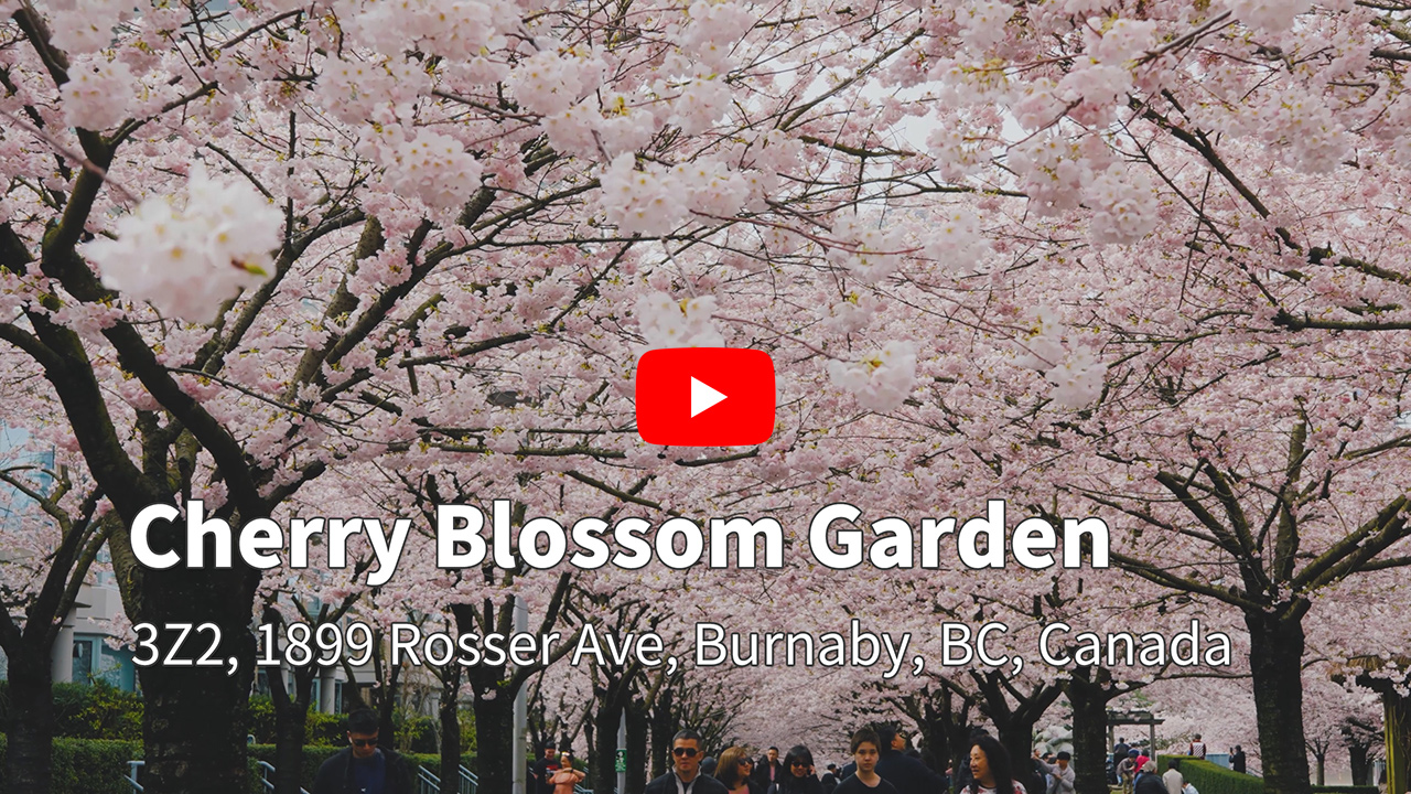 Cherry Blossom Garden, Burnaby, BC