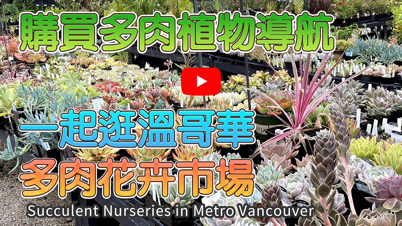 一起逛温哥华多肉花卉市场YOUTUBE视频