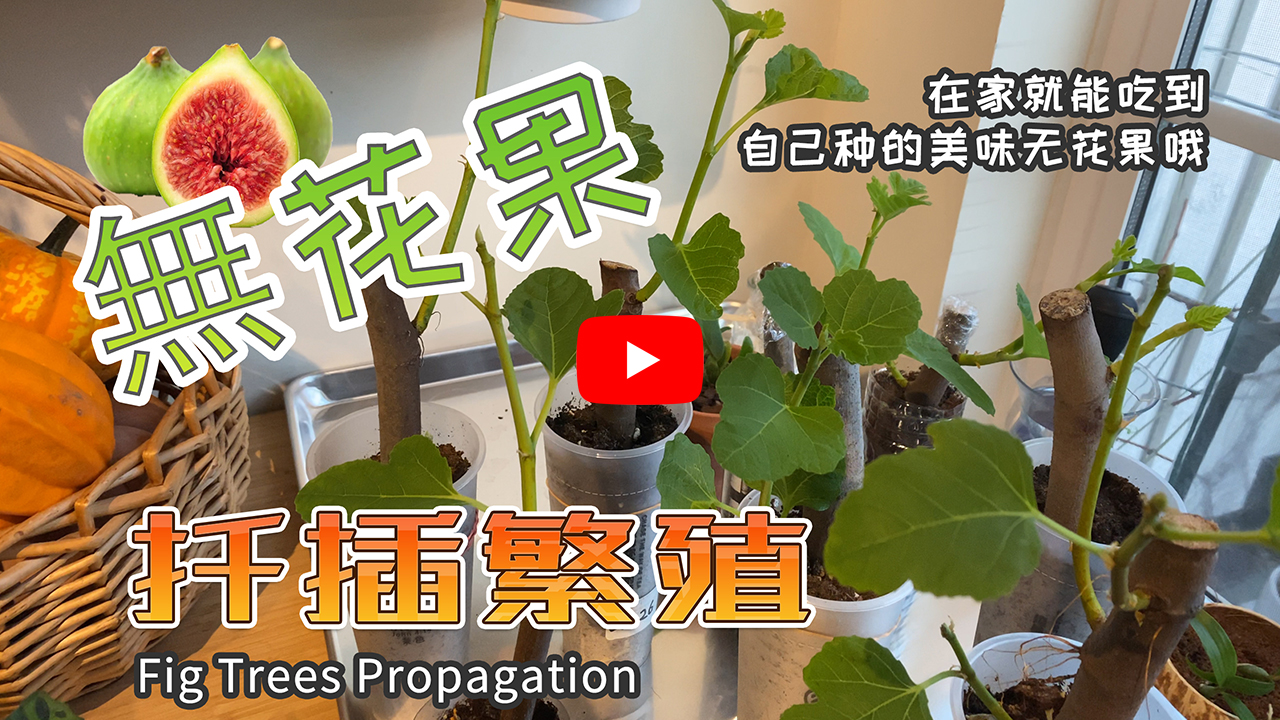 无花果扦插繁殖视频