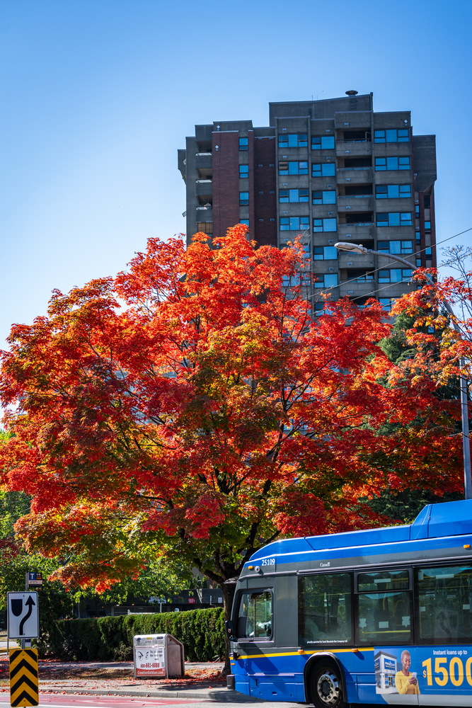 Edmonds St,红枫与高楼(Red maple and high-rise, Edmonds St, Burnaby),秋季枫叶