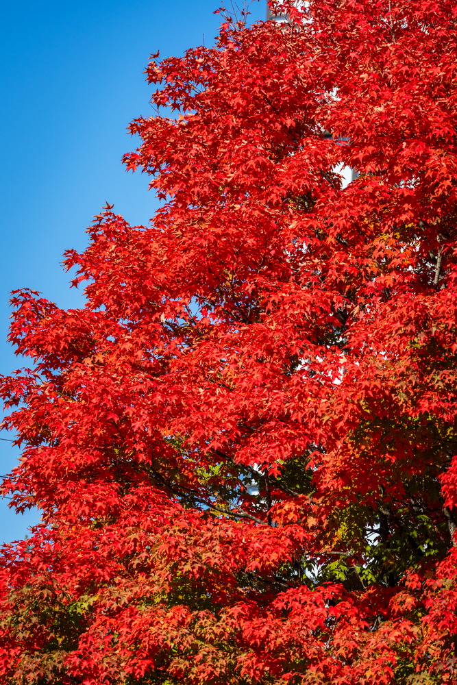 Edmonds St,红枫细节(Red maple close-up, Edmonds St, Burnaby),秋季枫叶