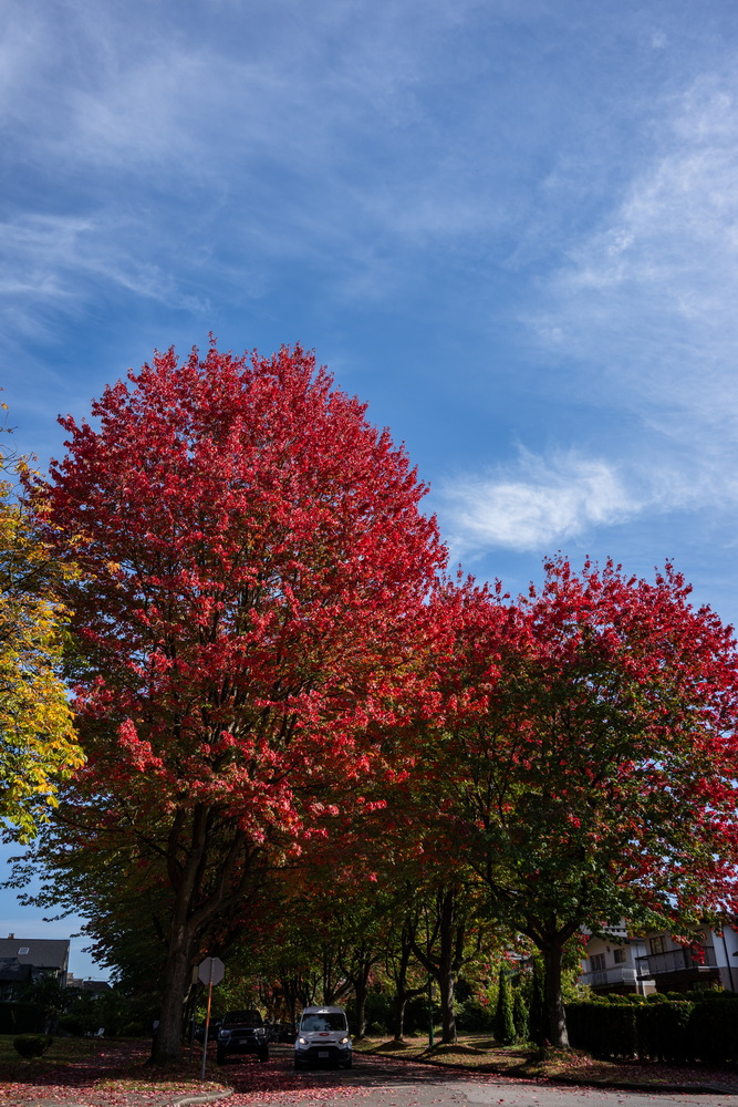 Cambridge St · 蓝天下的红枫 · Red maples under blue sky, Cambridge St, Vancouver — Cambridge St, Hastings-Sunrise, Vancouver, BC