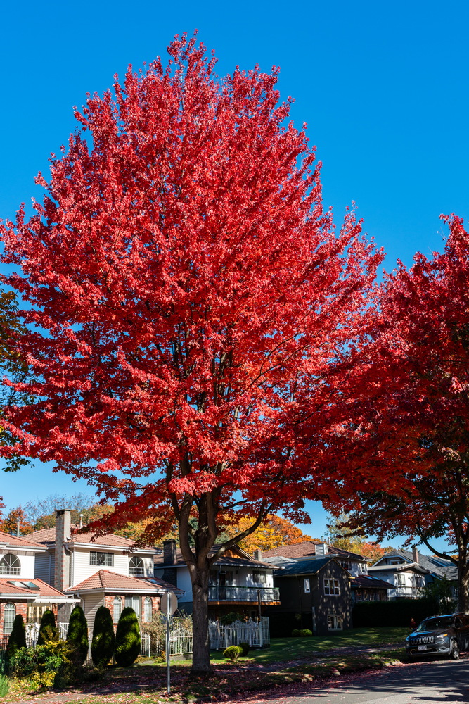 Cambridge St · 红枫与民居 · Red maple and houses, Cambridge St, Vancouver — Cambridge St, Hastings-Sunrise, Vancouver, BC