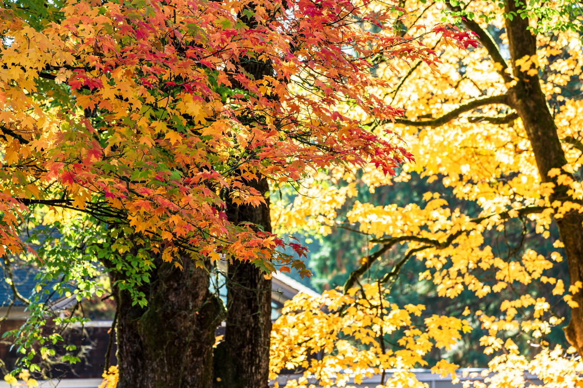 Deer Lake 公园 · 红黄相间的枫树 · Red and yellow maples, Deer Lake Park, Burnaby — Deer Lake Park, Burnaby, BC