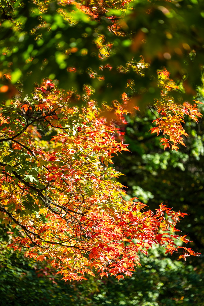 Deer Lake 公园 · 红枫树冠 · Red maple canopy, Deer Lake Park, Burnaby — Deer Lake Park, Burnaby, BC