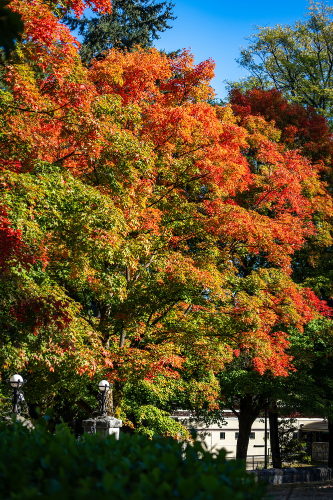 Deer Lake 公园,公园红枫(Red maples in the park, Deer Lake Park, Burnaby),秋季枫叶