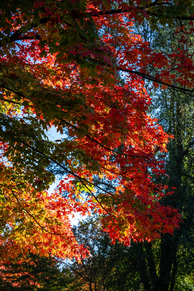 Deer Lake 公园 · 红叶特写 · Red leaves close-up, Deer Lake Park, Burnaby — Deer Lake Park, Burnaby, BC