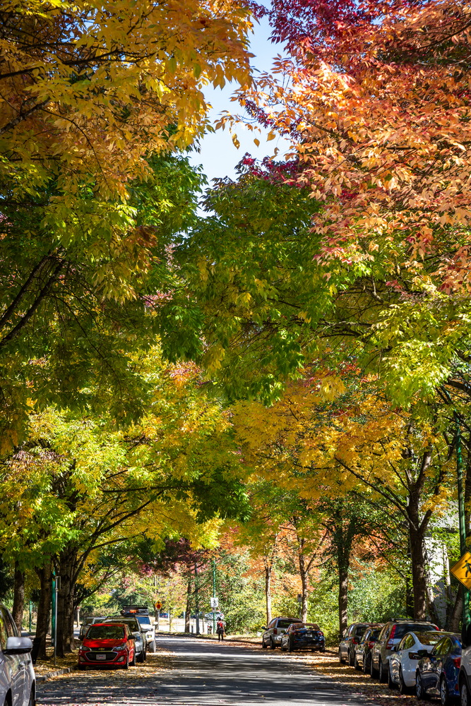 Prenter St · 绿黄渐变 · Green to gold, Prenter St, Burnaby — Prenter St & Magnolia Terrace, Edmonds, Burnaby, BC