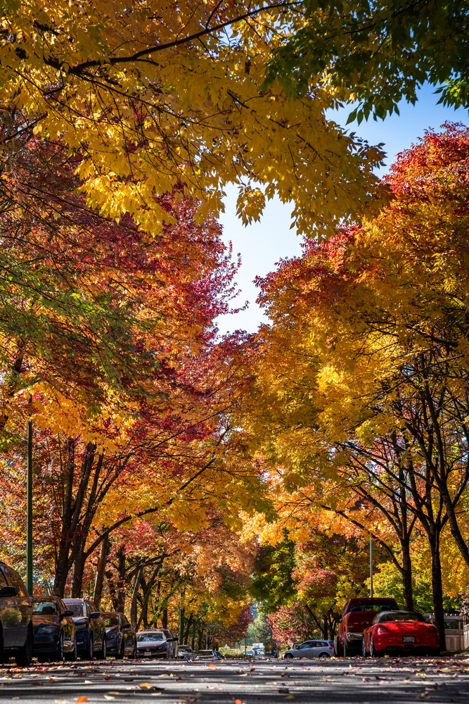 Prenter St · 金色树冠 · Golden canopy, Prenter St, Burnaby — Prenter St & Magnolia Terrace, Edmonds, Burnaby, BC