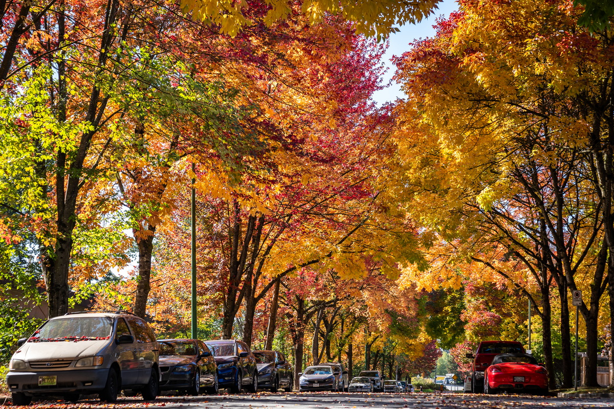Prenter St,枫叶街道(Maple-lined street, Prenter St, Burnaby),秋季枫叶