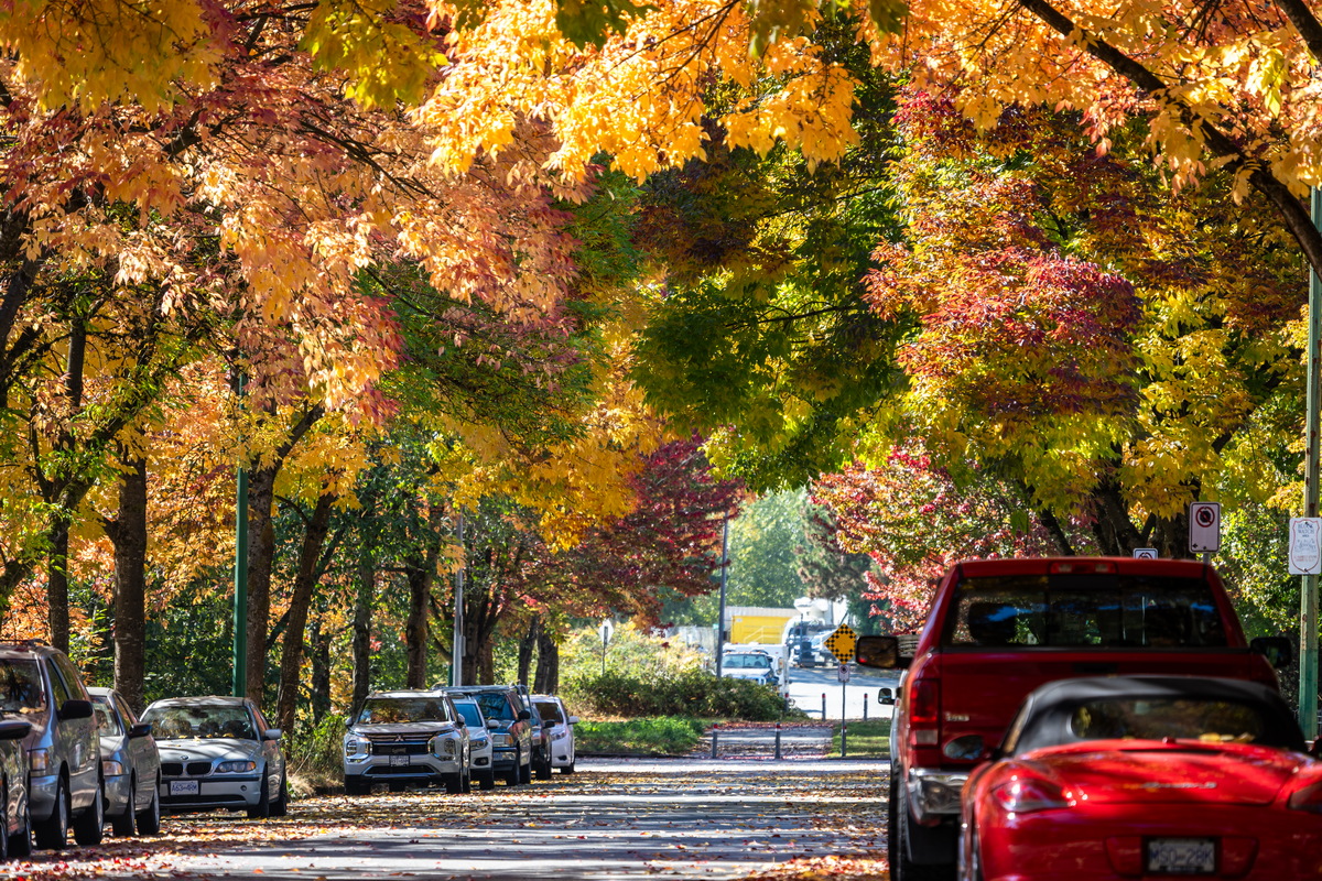 Prenter St · 长焦枫叶街 · Maple street, telephoto, Prenter St, Burnaby — Prenter St & Magnolia Terrace, Edmonds, Burnaby, BC