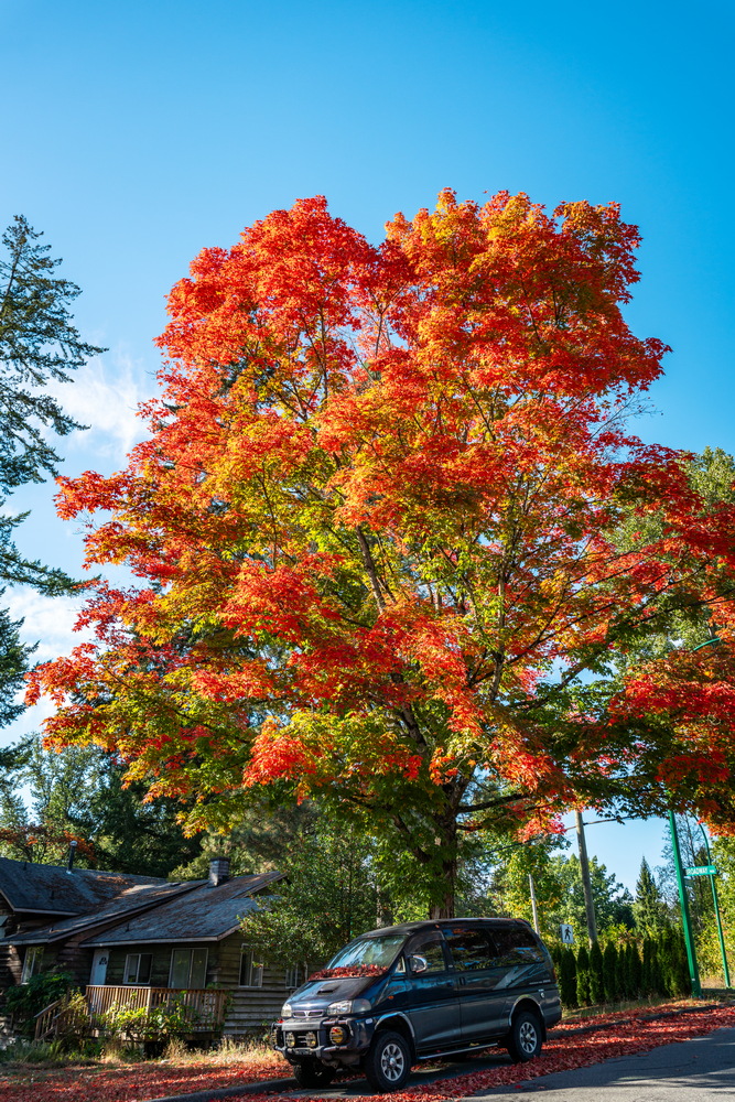 Tyndale Crescent · 蓝天红枫 · Red maple and blue sky, Tyndale Crescent, Burnaby — Tyndale Crescent, Lake City, Burnaby, BC