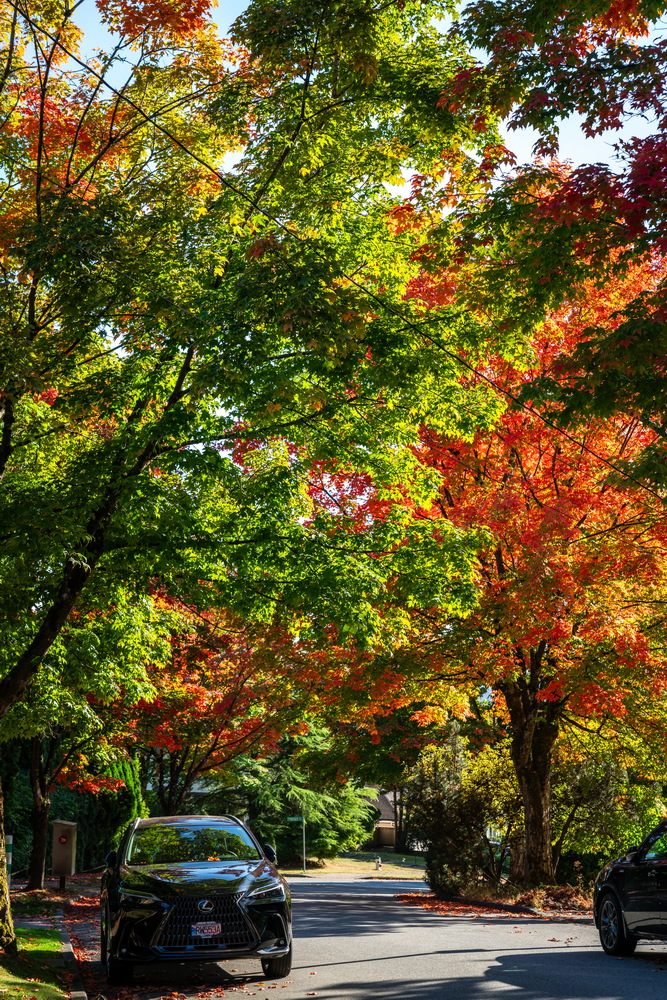 Tyndale Crescent · 绿与红 · Green and red, Tyndale Crescent, Burnaby — Tyndale Crescent, Lake City, Burnaby, BC