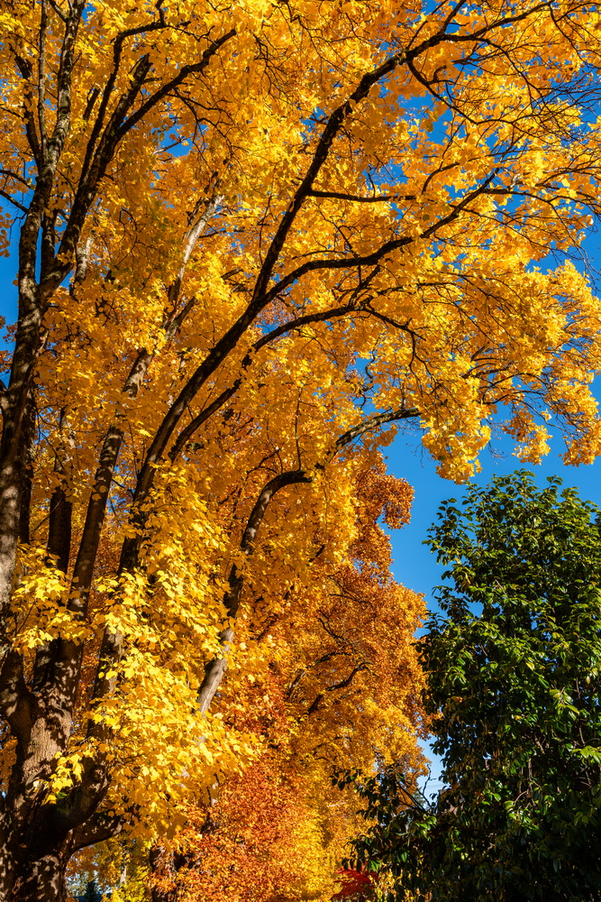 W 10th Ave · 金黄树冠 · Golden canopy, W 10th Ave, Vancouver — W 10th Ave, Vancouver, BC