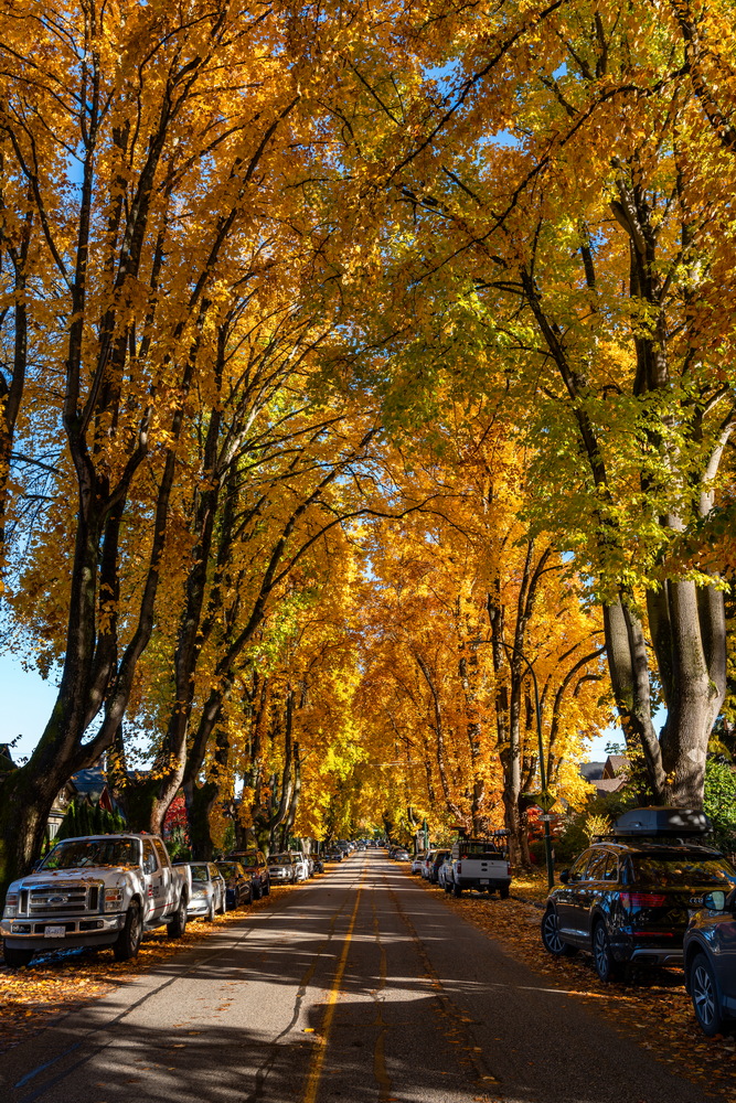 W 10th Ave · 金色林荫隧道 · Golden tree tunnel, W 10th Ave, Vancouver — W 10th Ave, Vancouver, BC