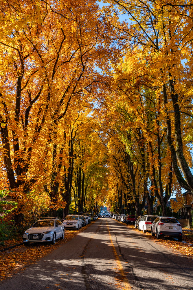 W 10th Ave · 林荫大道 · Tree-lined avenue, W 10th Ave, Vancouver — W 10th Ave, Vancouver, BC