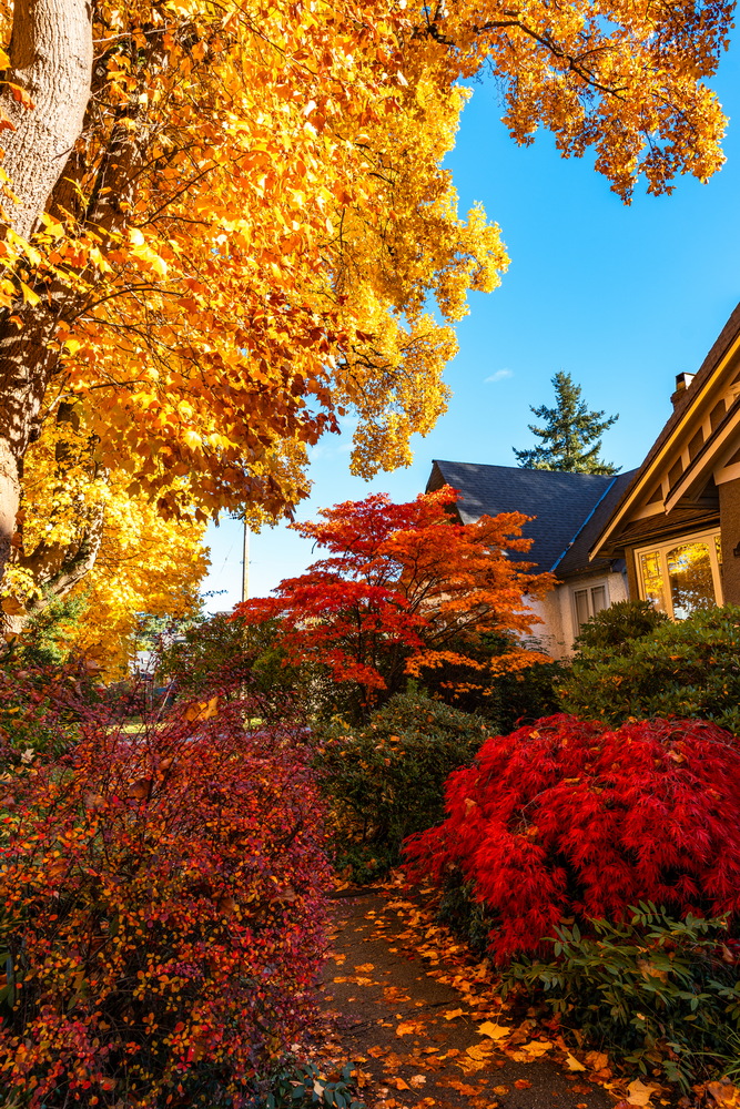 W 10th Ave · 老屋与红色灌木 · Craftsman house and red shrubs, W 10th Ave, Vancouver — W 10th Ave, Vancouver, BC