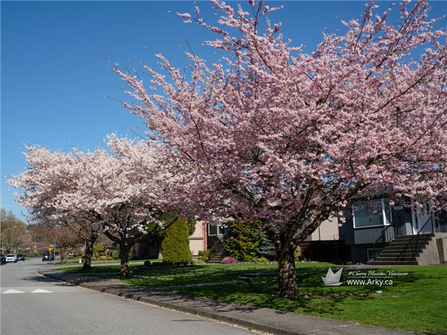 Cherry Blossoms in Vancouver 2020
