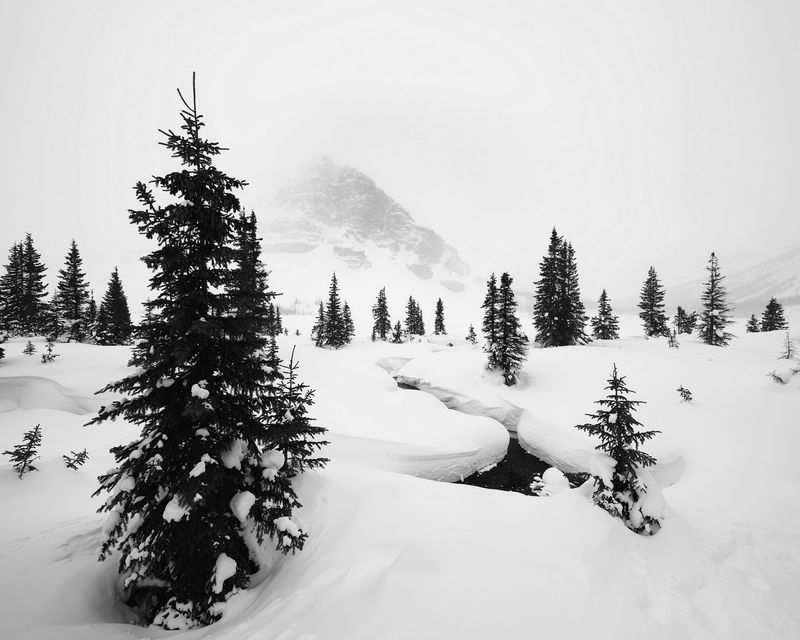 雪雾云杉(黑白),加拿大落基山冬季 — 韩进一摄